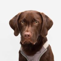 Portrait von Bürohund Franz-Xaver; brauner Labrador